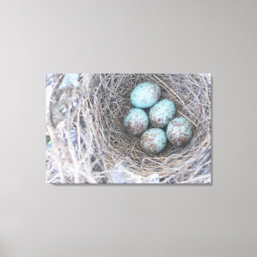 Bird's Nest Blue Eggs Natuur Fotografie Canvas Afdruk (Voorkant)