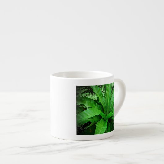Bird's Nest Fern Espresso Kop (Voorkant rechts)