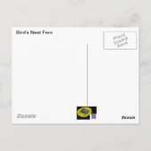 Bird's Nest Fern - Go Green Briefkaart (Achterkant)