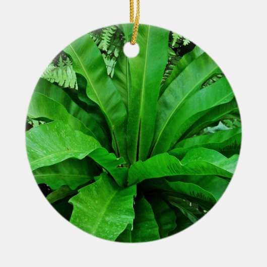 Bird's Nest Fern Keramisch Ornament (Voorkant)