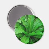 Bird's Nest Fern Magneet (Voorkant / Achterkant)