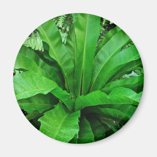 Bird's Nest Fern Magneet (Voorkant)