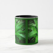 Bird's Nest Fern Mok (Midden)