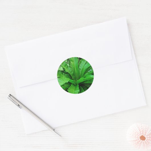 Bird's Nest Fern Ronde Sticker (Envelop)