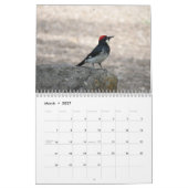 Birds Noord-Amerikaanse kalender (Mar 2027)