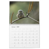 Birds Noord-India kalender (Jan 2027)