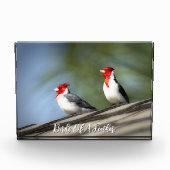 Birds of A Feather Red Crested Cardinals Hawaii Fotoblokken (Voorkant)