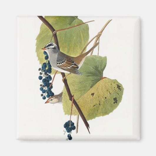 Birds of America (1827) by John James Audubon Magneet (Voorkant)