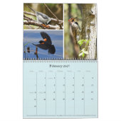 "Birds of Boston" kalender 2021 (Feb 2027)