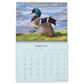 "Birds of Boston" kalender 2021 (Jan 2027)