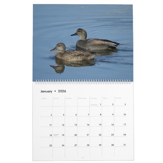 Birds of North America Calendar Kalender (Jan 2026)