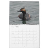 Birds of North America Calendar Kalender (Mar 2026)