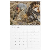 Birds of Ohio Wall Calendar Kalender (Mar 2026)