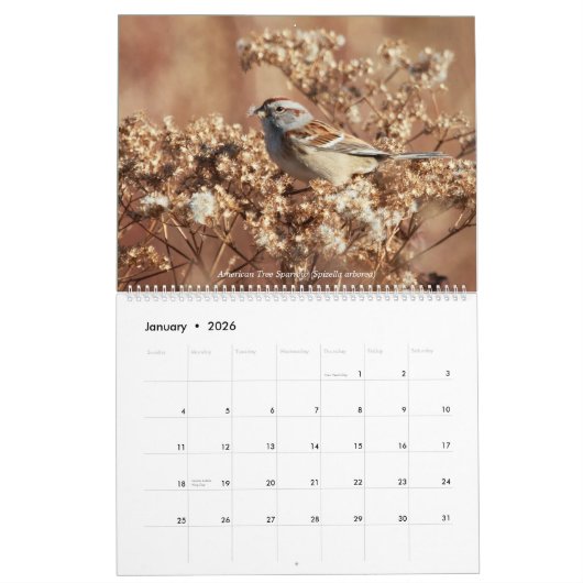 Birds of Ohio Wall Calendar Kalender (Jan 2026)