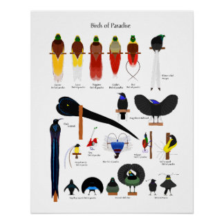 Birds of Paradise chart Perfect Poster