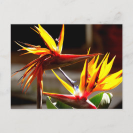 Birds of Paradise Feestdagenkaart