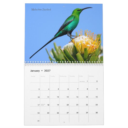 Birds of South Africa Calendar Kalender (Jan 2027)