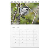 Birds of Western New York Calendar Kalender (Mar 2027)