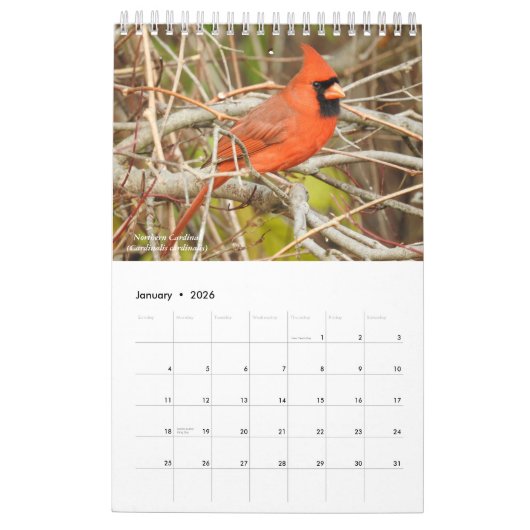 Birds of Western New York Calendar Kalender (Jan 2026)