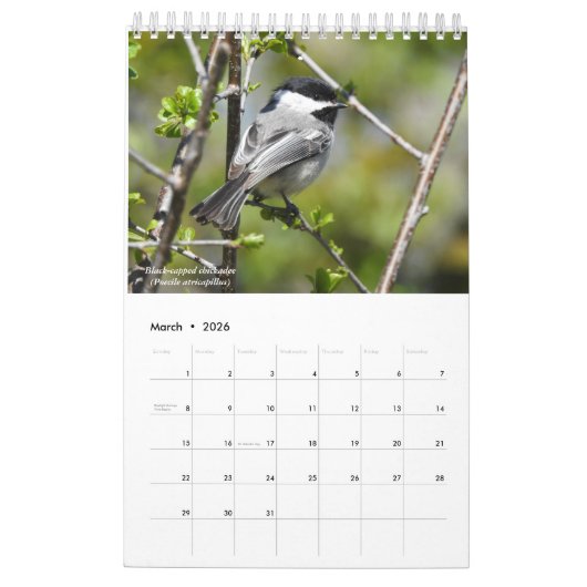 Birds of Western New York Calendar Kalender (Mar 2026)