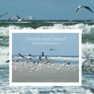 Birds Surf, Cumberland Island National Seashore Briefkaart