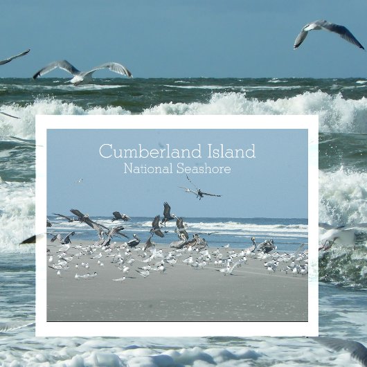 Birds Surf, Cumberland Island National Seashore Briefkaart