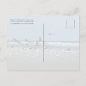 Birds Surf, Cumberland Island National Seashore Briefkaart (Achterkant)