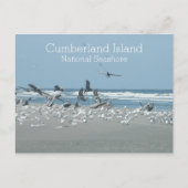 Birds Surf, Cumberland Island National Seashore Briefkaart (Voorkant)