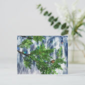 Birdsnest Falls-ansichtkaart Briefkaart (Staand voorkant)