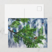 Birdsnest Falls-ansichtkaart Briefkaart (Voorkant / Achterkant)