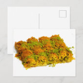 Birma Kadayif Briefkaart (Voorkant / Achterkant)