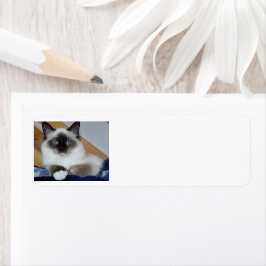 birman 2.png etiket (Insitu)