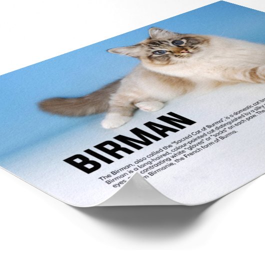 Birman Cat Breed - Heilige Kat van Birma Poster (Hoek)