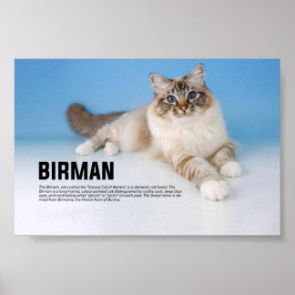 Birman Cat Breed - Heilige Kat van Birma Poster