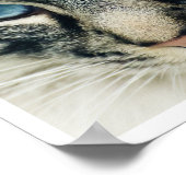 Birman Cat Face Close-up print (Hoek)