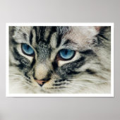 Birman Cat Face Close-up print (Voorkant)