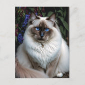 Birman Cat in het Briefkaart van de tuin (Voorkant)