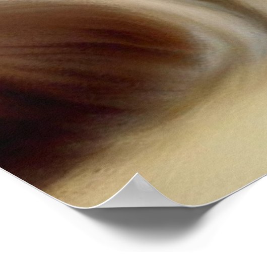 Birman Cat Poster (Hoek)