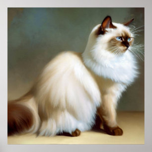 Birman Cat Poster
