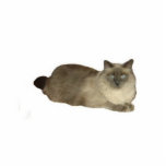 Birman Cat Staand Fotobeeldje<br><div class="desc">Deze foto-sculptuur is van een Birmanmix-kat</div>