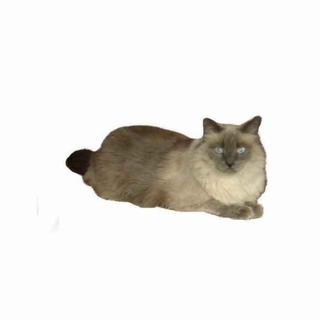 Birman Cat Staand Fotobeeldje (Voorkant)