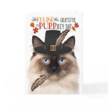 Birman Kat Feline Dankbaar voor PURRkey Day