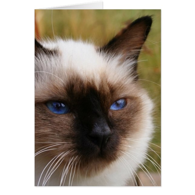 birman.png (Voorkant)