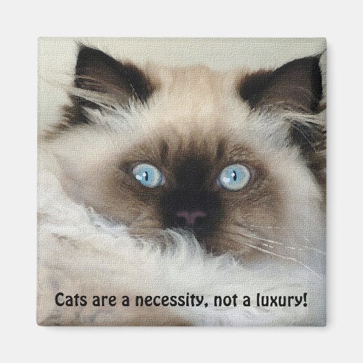 Birman - Ragdoll Cat Lover Magnet (Voorkant)