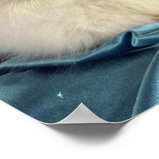 Birman, rood punt poster (Hoek)