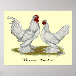 Birmese bantams poster