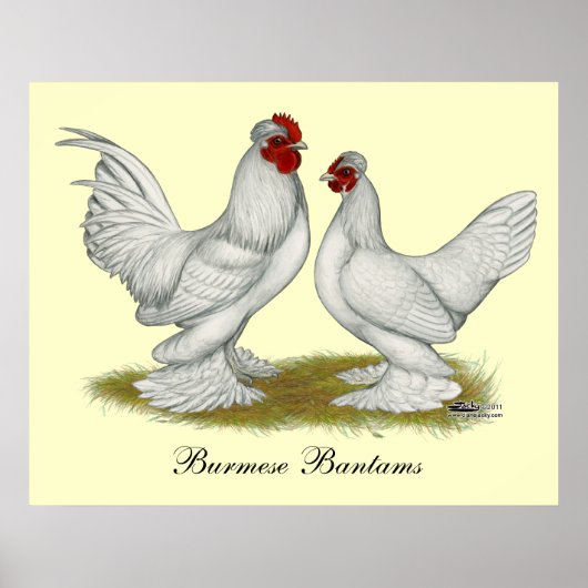 Birmese bantams poster (Voorkant)