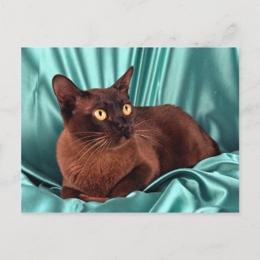 Birmese, bruin briefkaart (Voorkant)