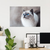 Birmese kat met bruine ogen poster (Thuiskantoor)