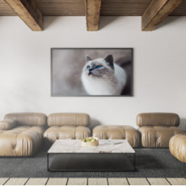 Birmese kat met bruine ogen poster